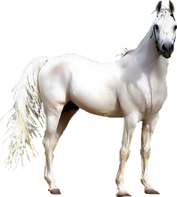 Majestic_ White_ Horse_ Standing_ Profile
