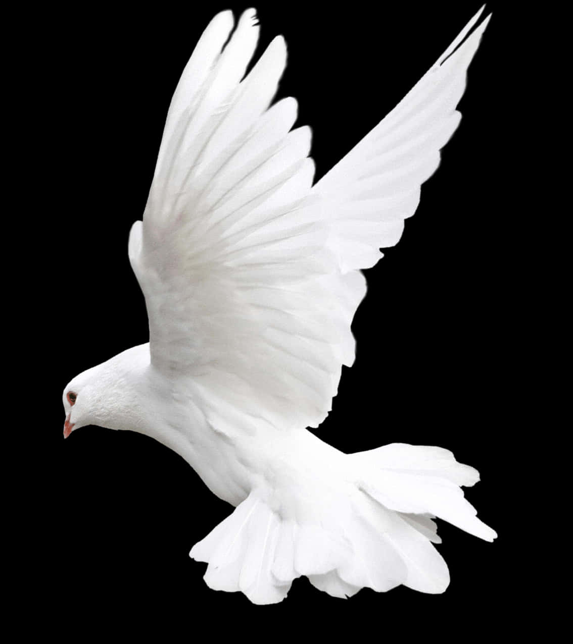 Majestic White Pigeon In Flight