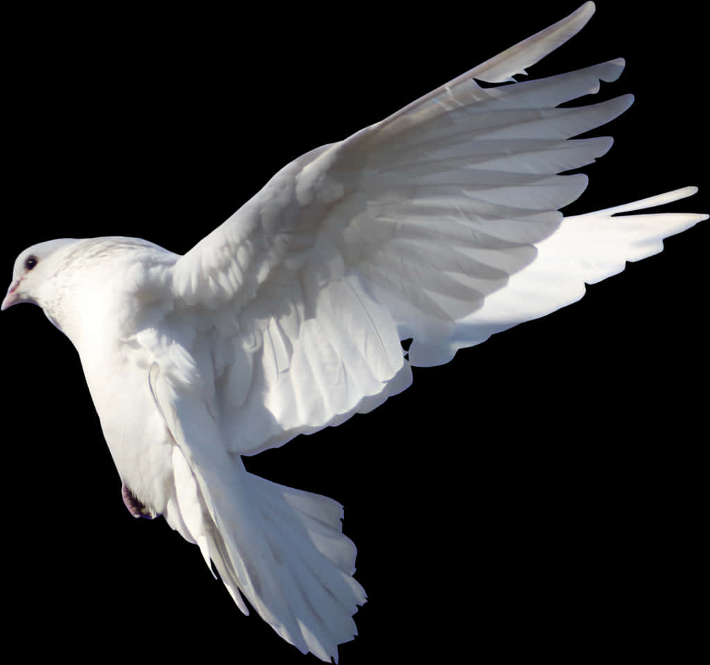 Majestic White Pigeon In Flight