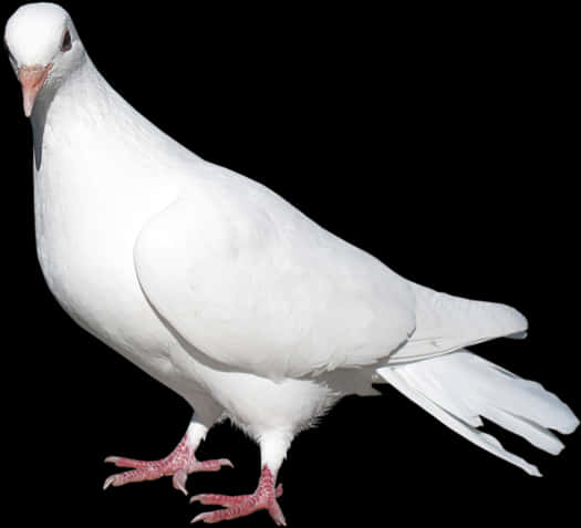 Majestic_ White_ Pigeon_ Isolated_ Background.jpg
