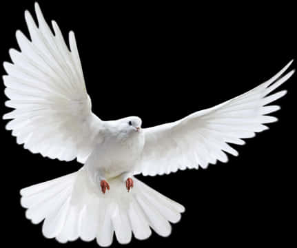 Majestic White Pigeonin Flight
