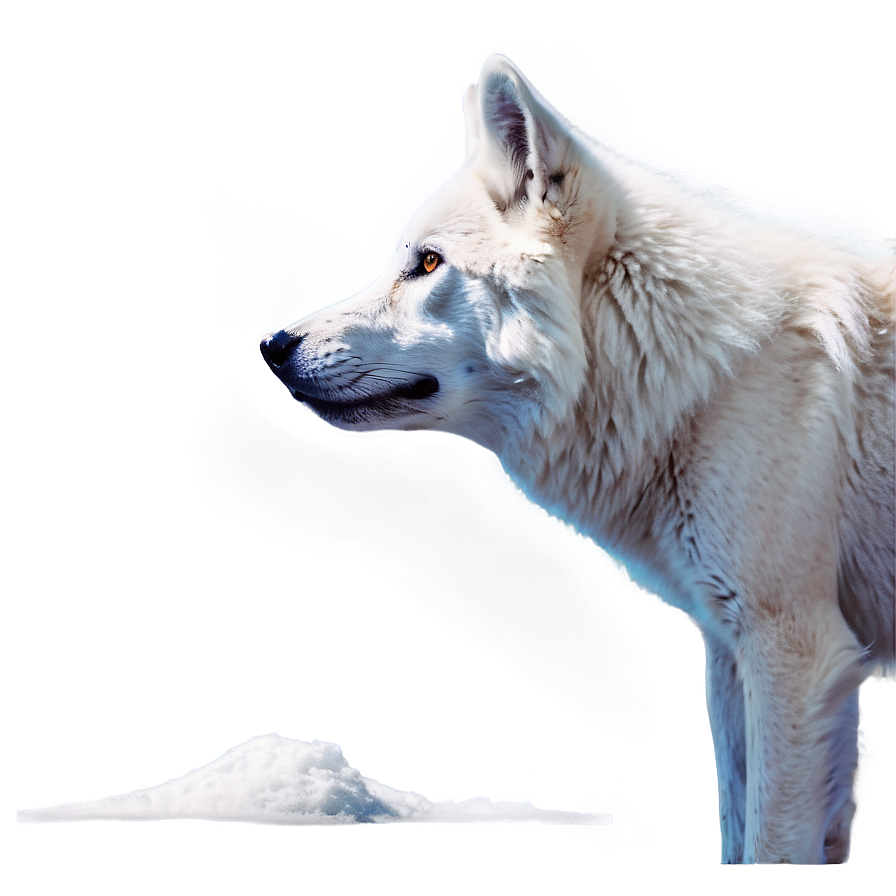 Majestic White Wolf Png 94