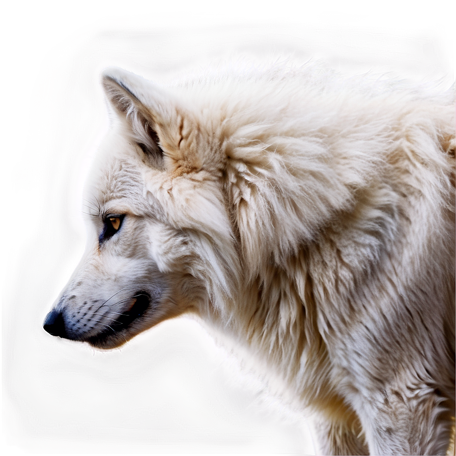Majestic White Wolf Png Bof69