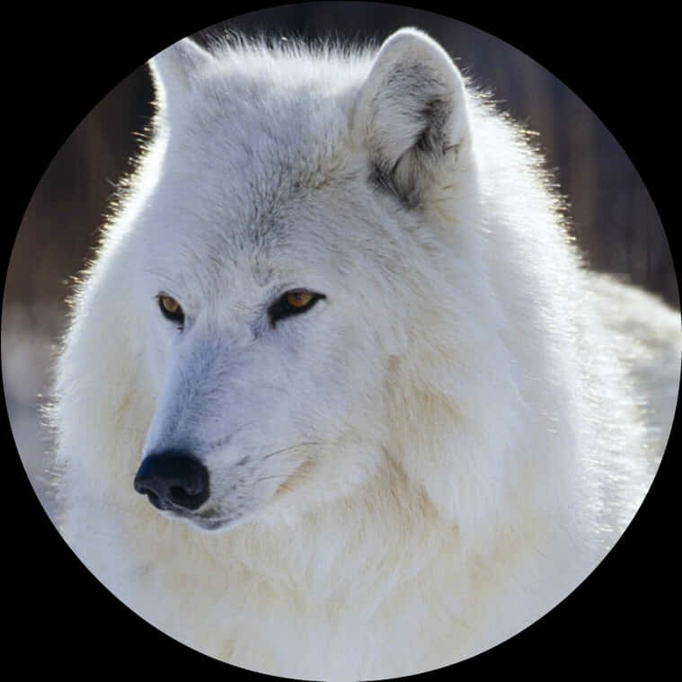 Majestic White Wolf Portrait