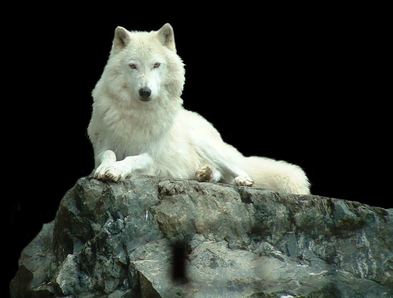 Majestic White Wolfon Rock