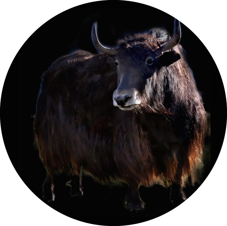 Majestic Yak Portrait