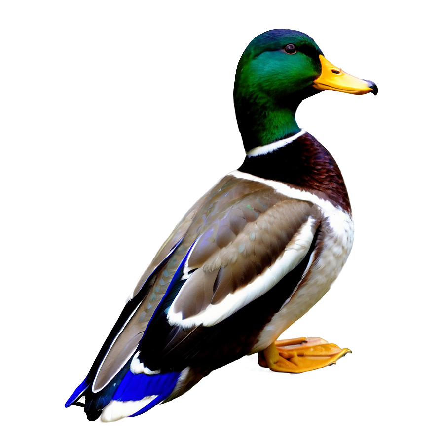 Male Mallard Duck Png 06262024