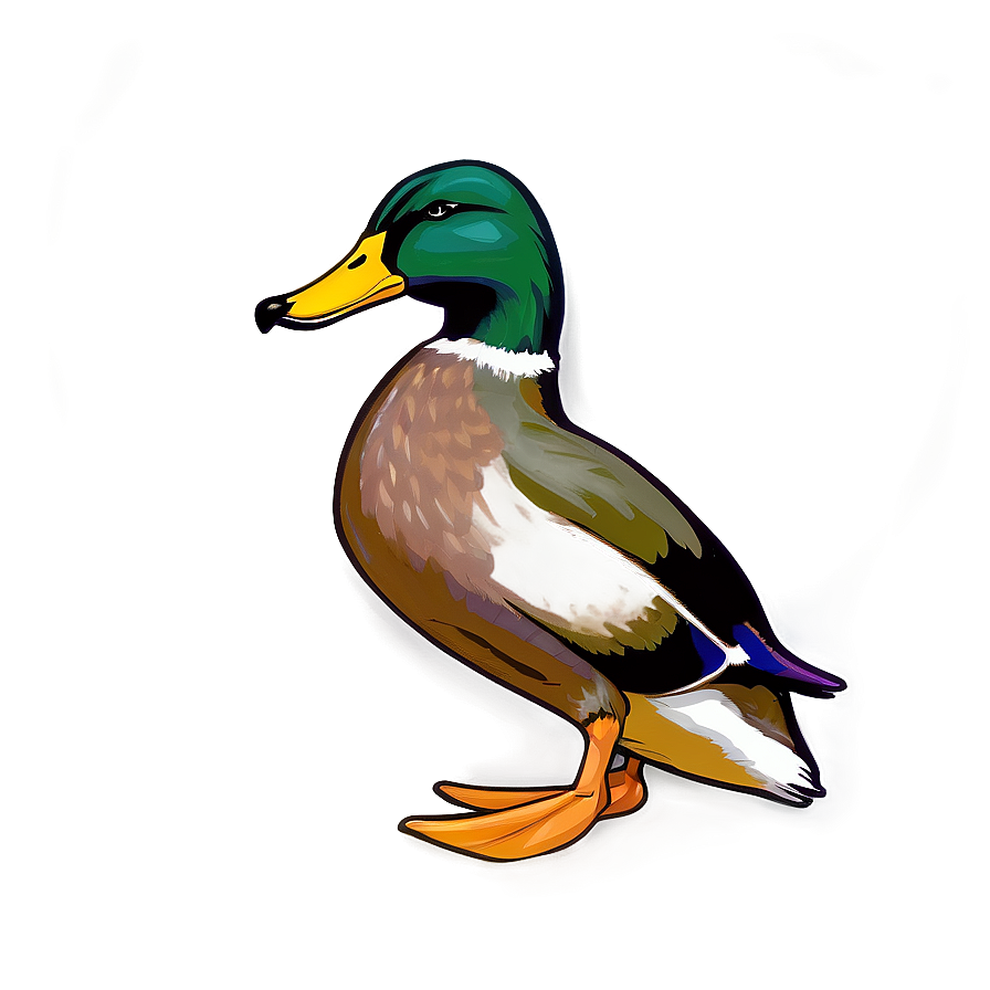 Mallard Duck C