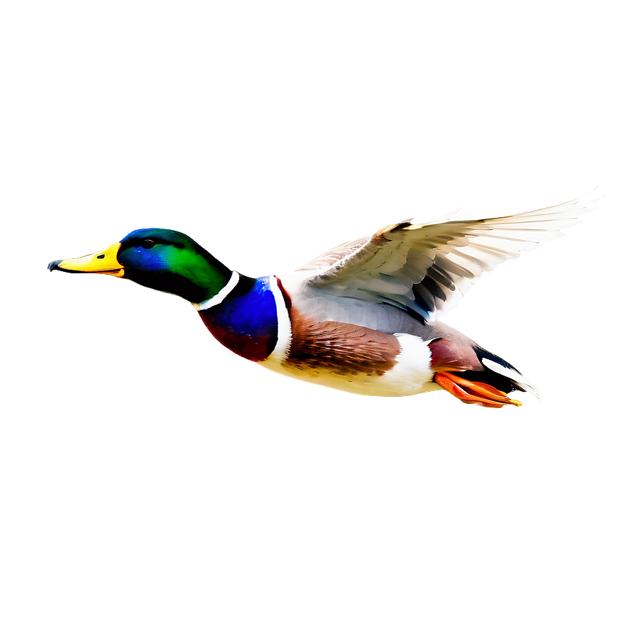 Mallard Duck In Flight Png Onm40