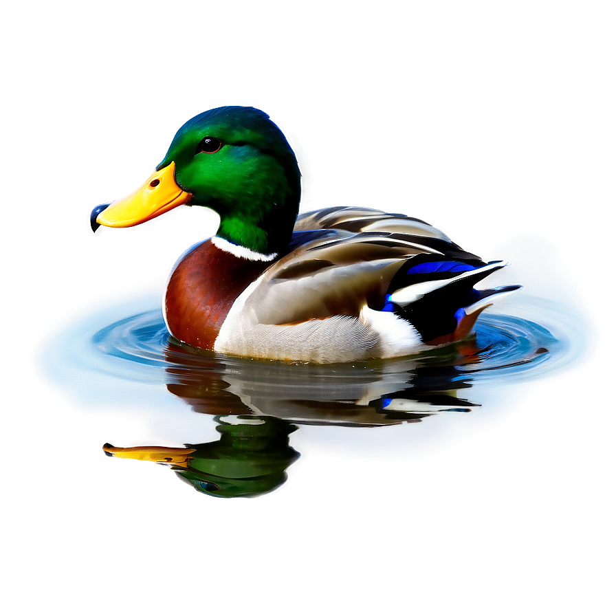 Mallard Duck In Water Png Hho