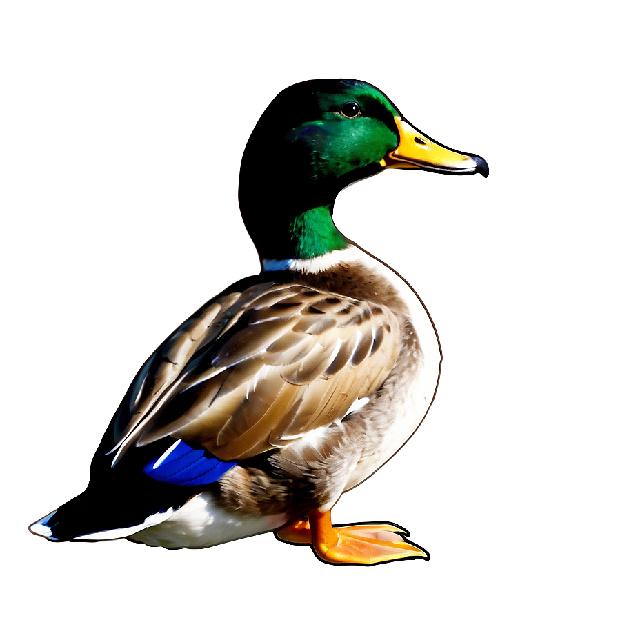 Mallard Duck Outline Png 22