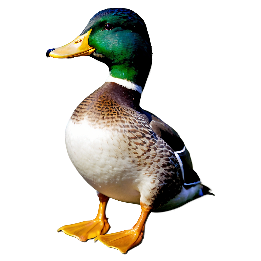 Mallard Duck Png 31