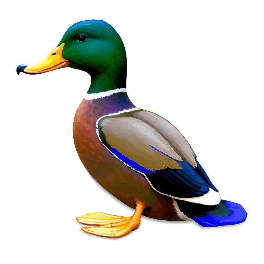 Mallard Duck Png 63