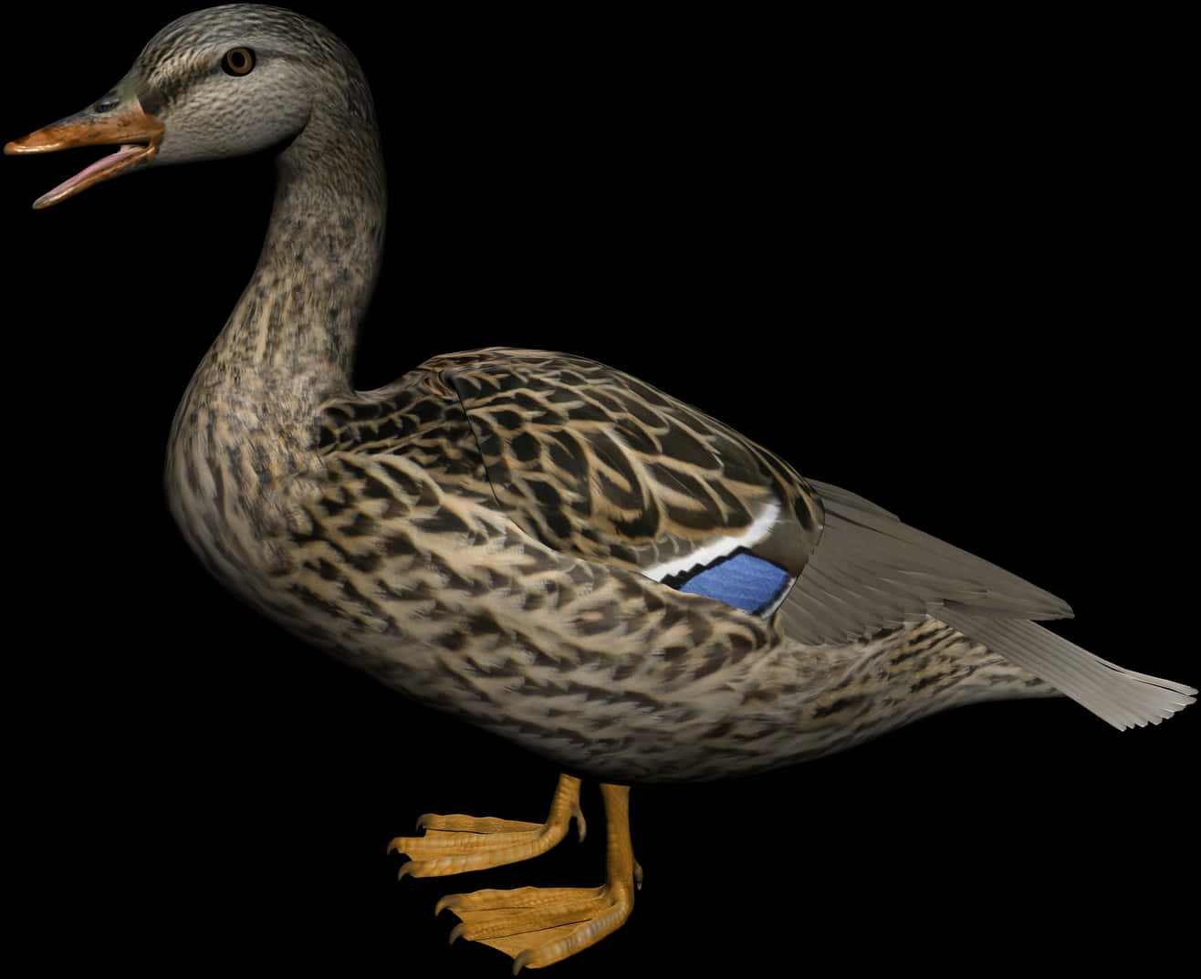 Mallard Duck Profile Black Background