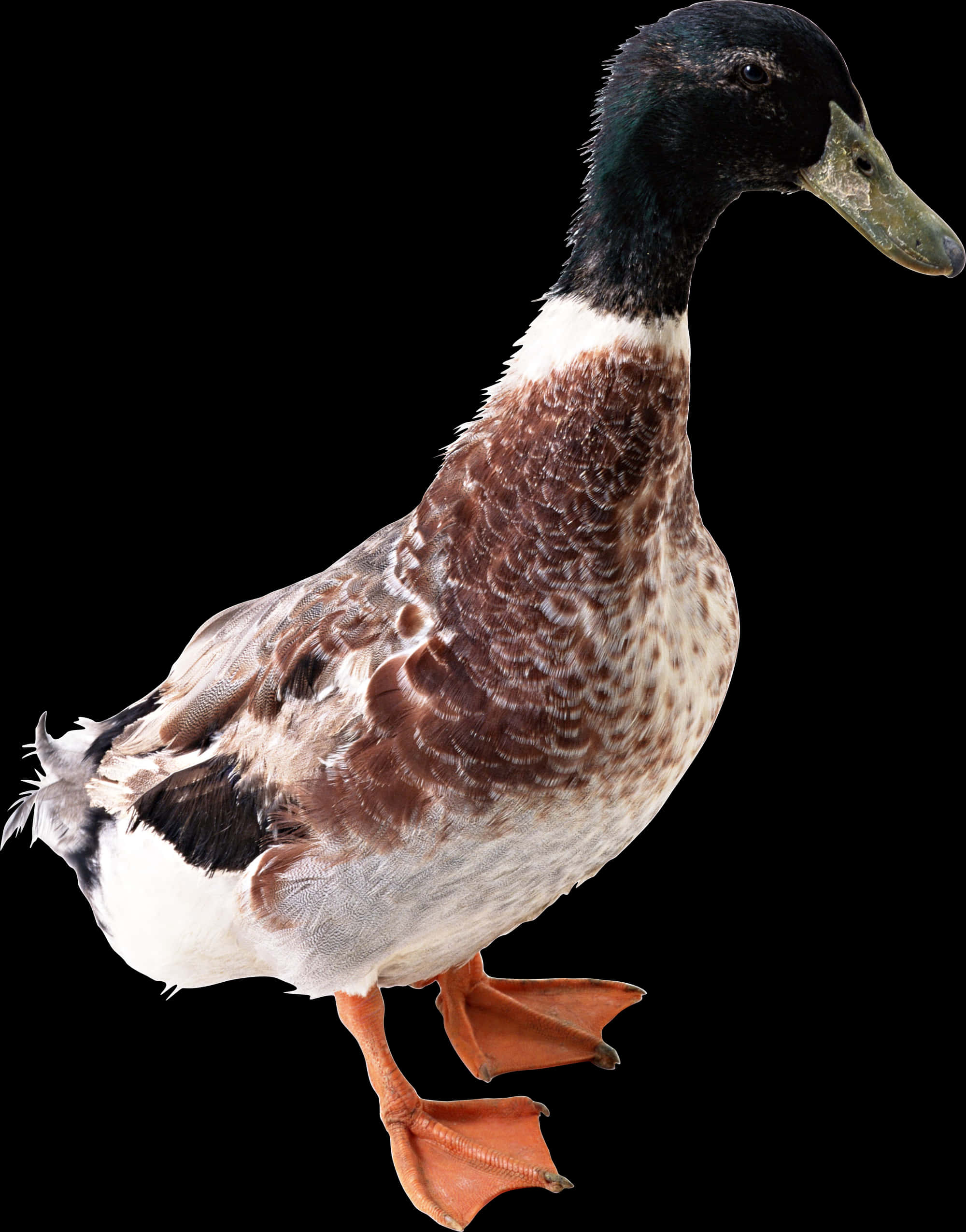 Mallard Duck Profile Black Background.jpg