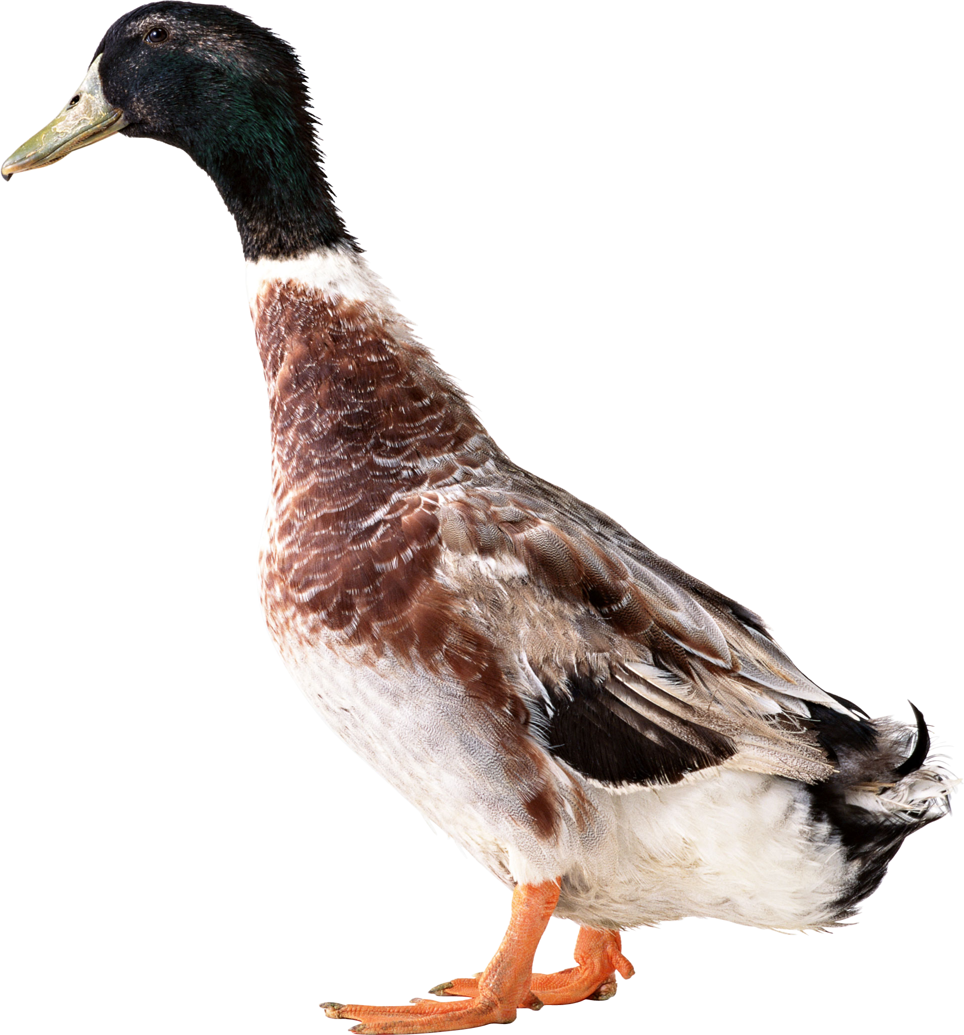 Mallard Duck Profile