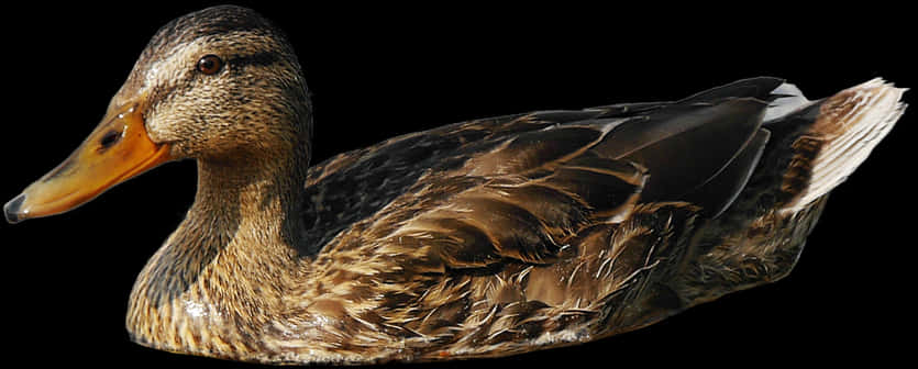 Mallard Duck Profileon Black Background