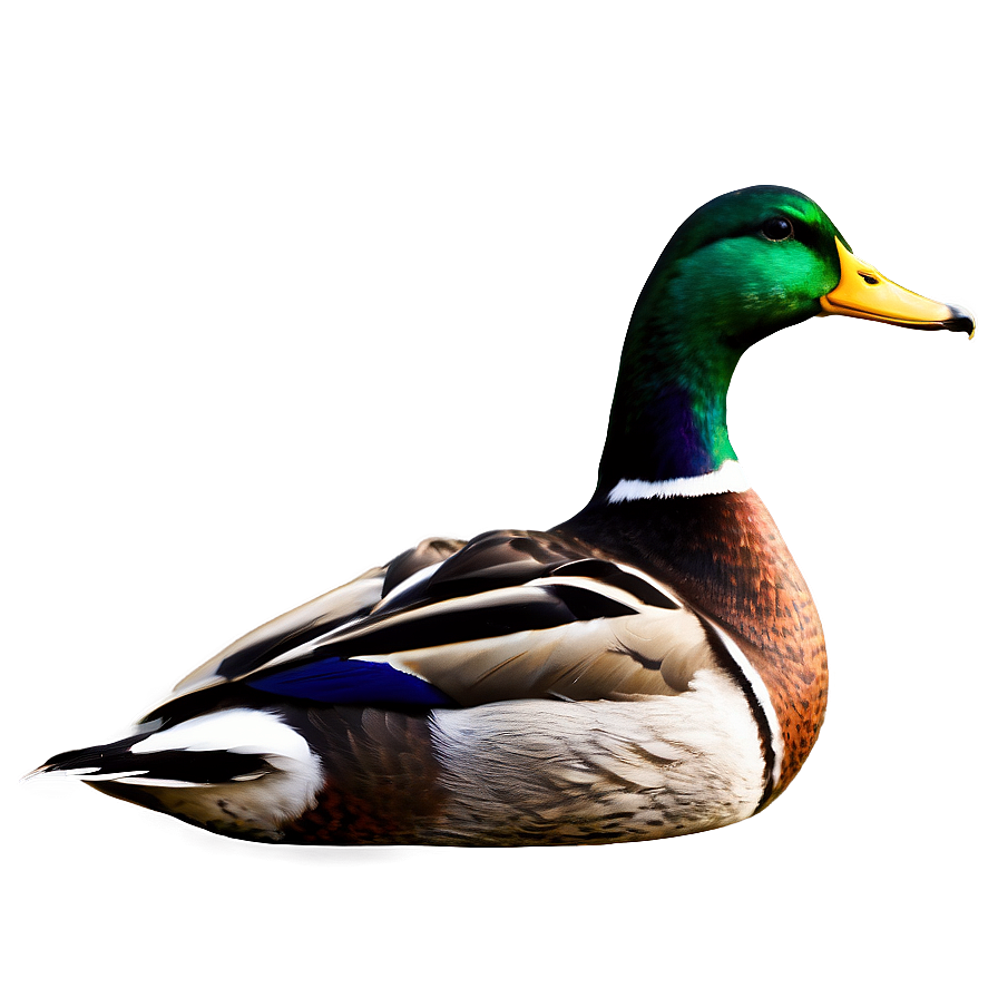 Mallard Duck Scene Png Tnl