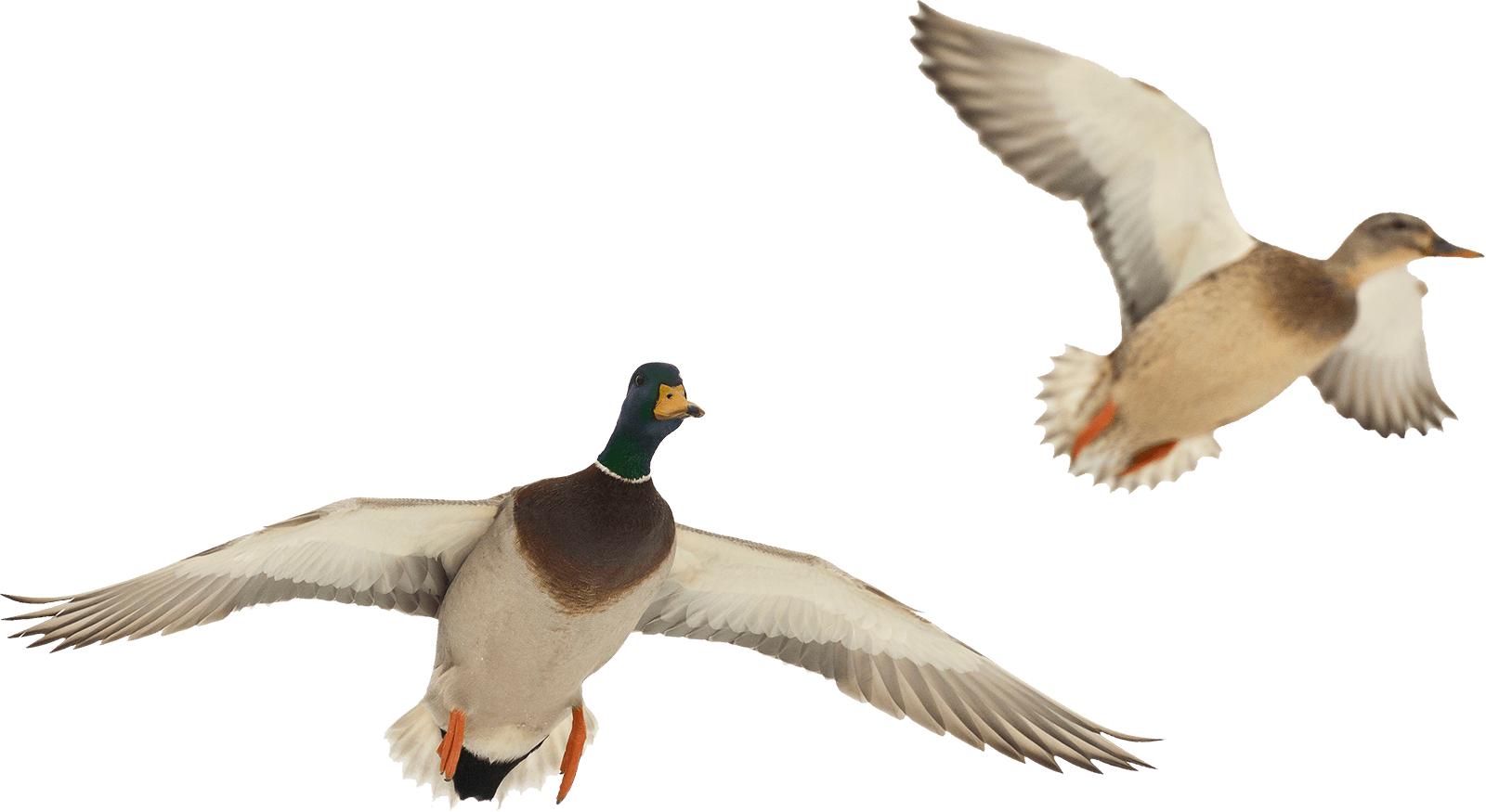 Mallard_ Ducks_ In_ Flight.png