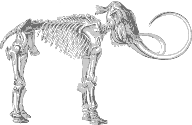 Mammoth Skeleton Illustration