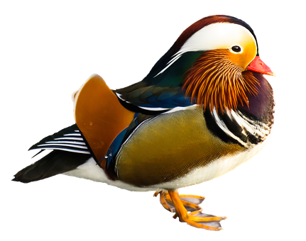 Mandarin Duck Portrait