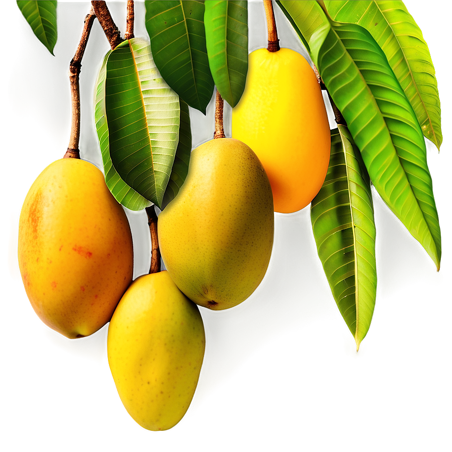 Mango Orchard Png 05232024