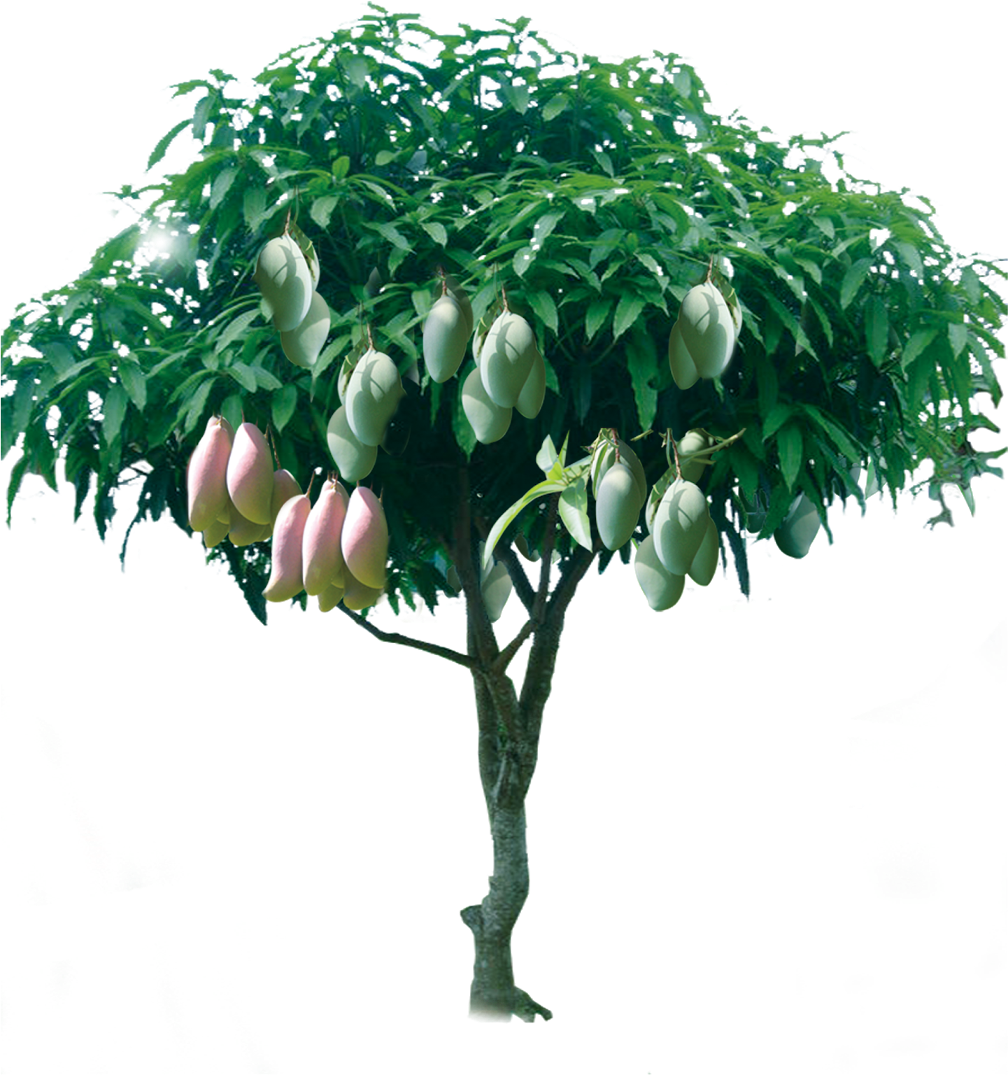 Mango Tree With Ripe Fruit