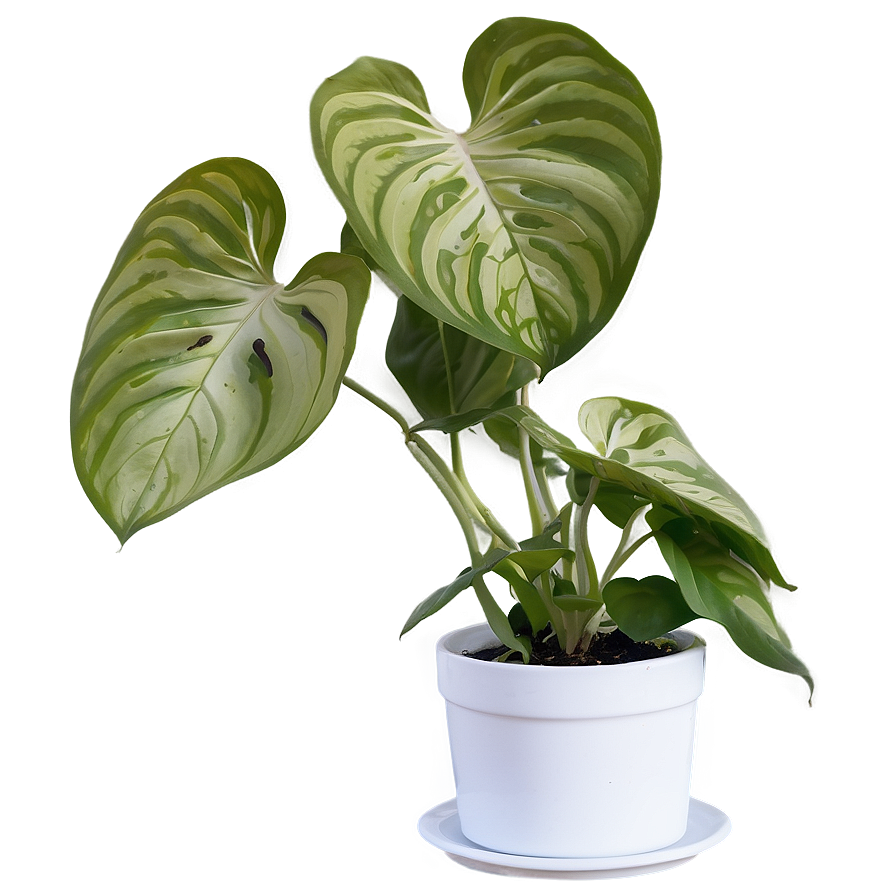 Manjula Pothos Care Sheet Png 06272024