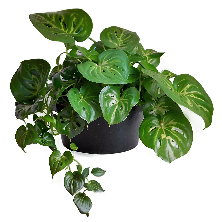 Manjula Pothos Care Sheet Png 06272024