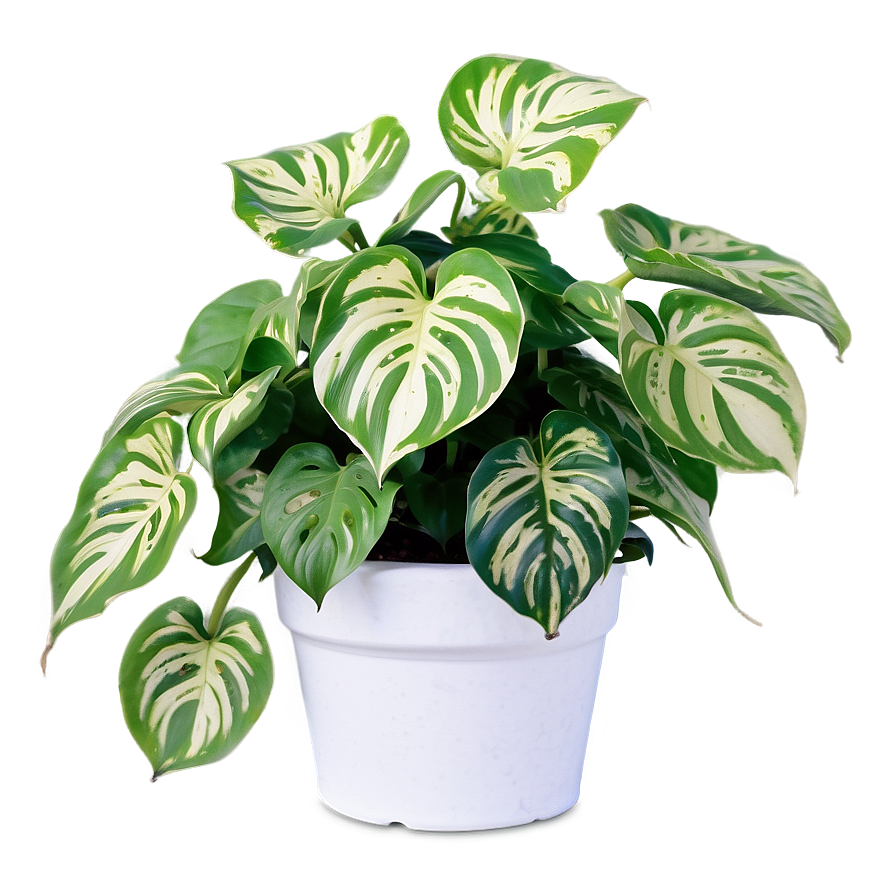 Manjula Pothos Care Sheet Png Vbb54