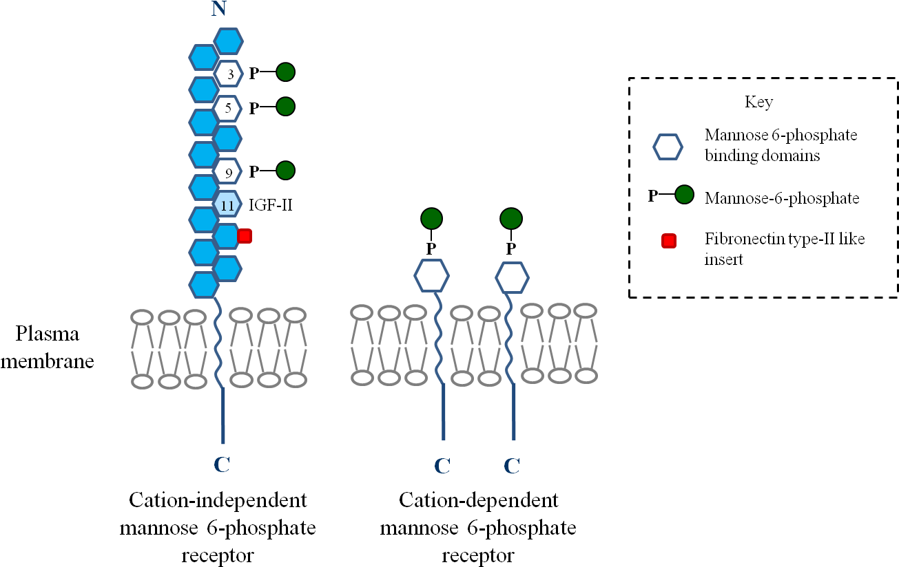 Mannose6 Phosphate Receptors Diagram