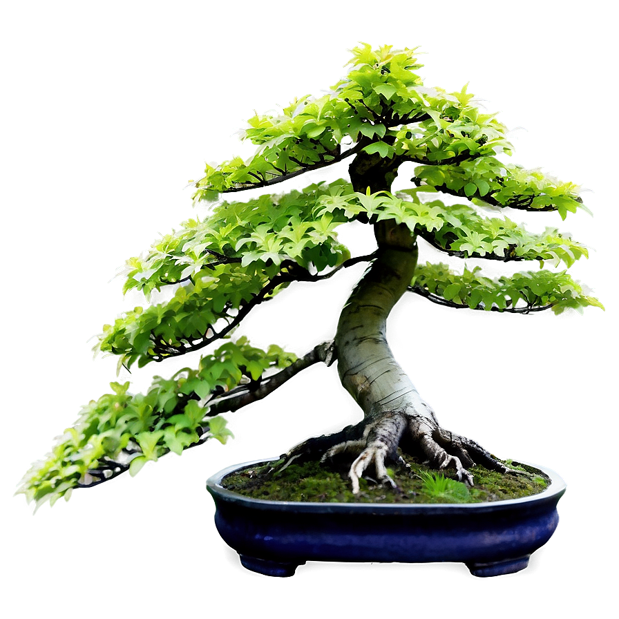 Maple Bonsai Tree Png Xag