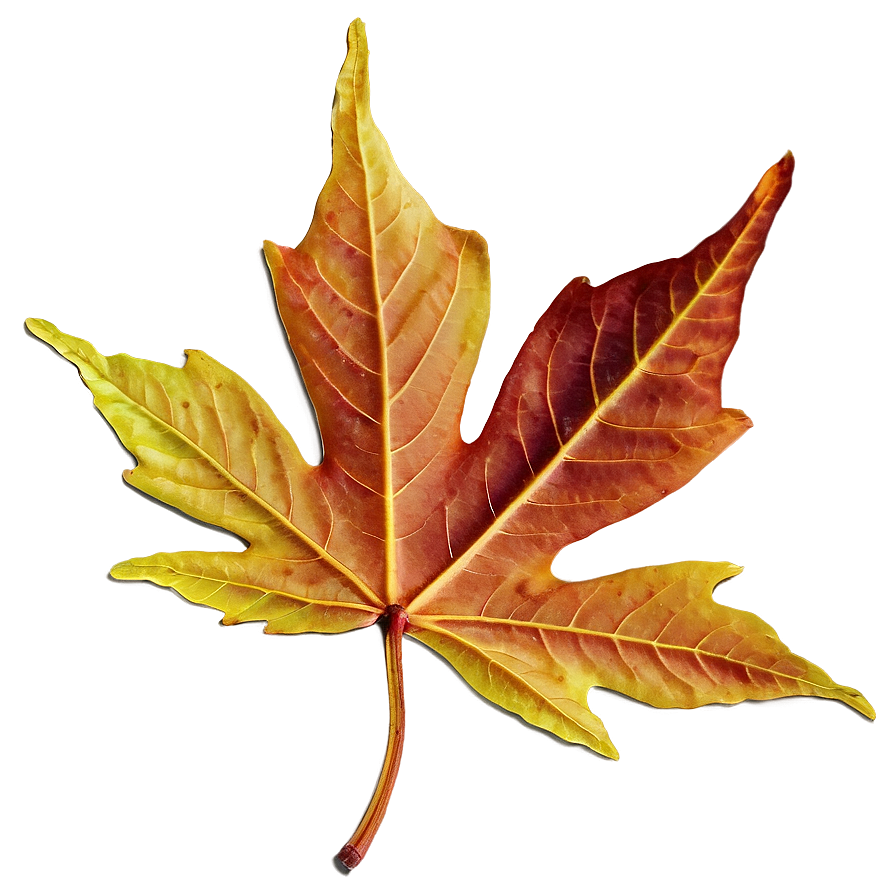 Maple Leaf In Fall Png 05252024