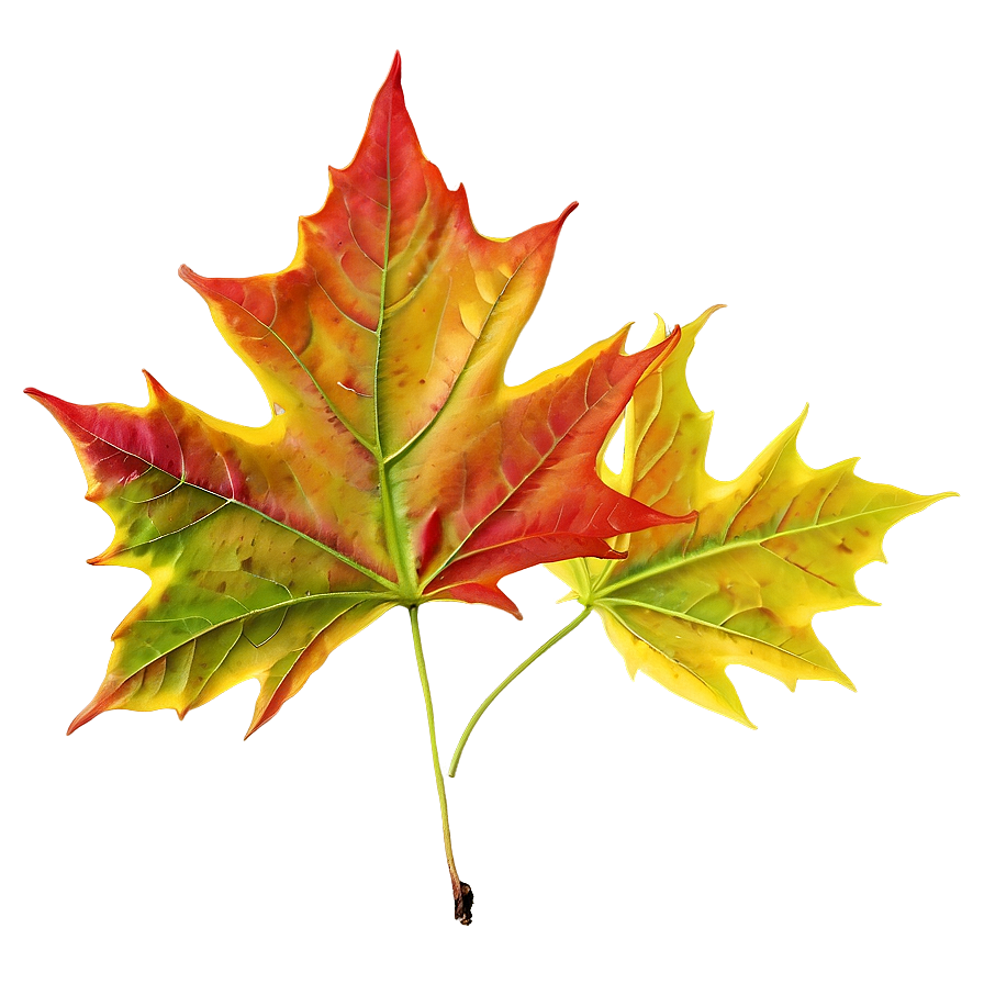 Maple Leaf In Fall Png 05252024