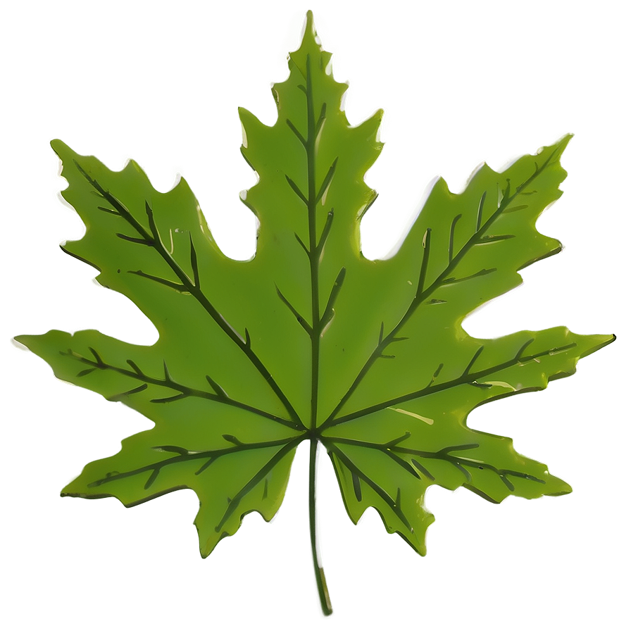 Maple Leaf Png 05212024