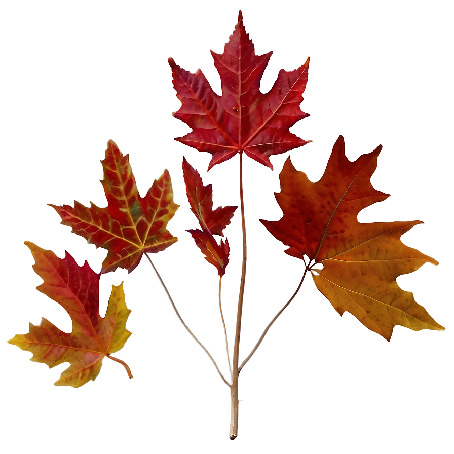 Maple Leaf Png 40