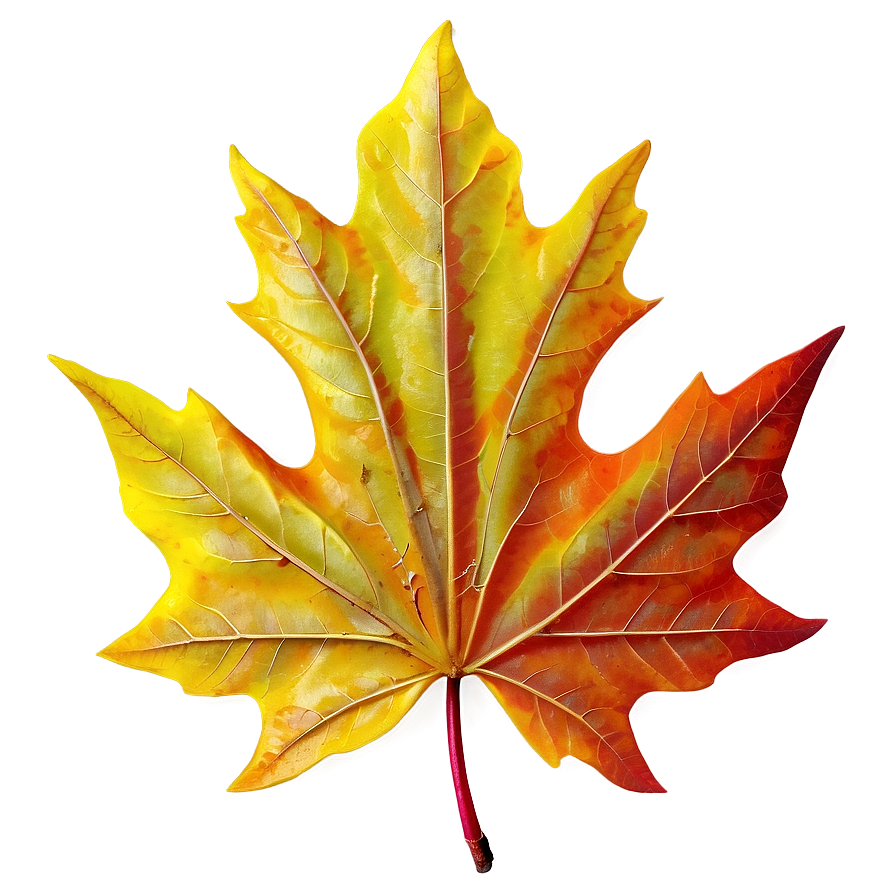 Maple Leaf Png Ker