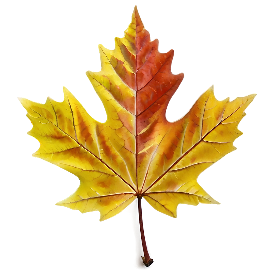 Maple Leaf Png Ooa