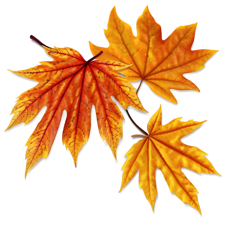 Maple Leaves Autumn Png Yms