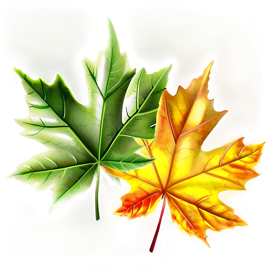 Maple Leaves Png 05042024