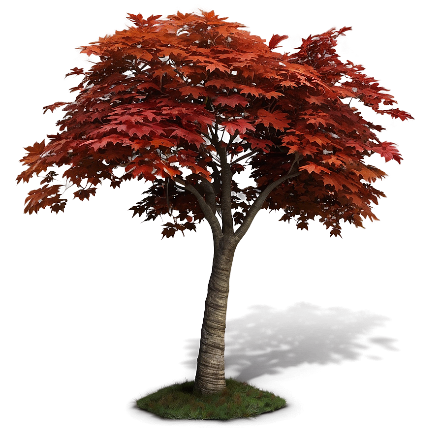 Maple Tree B