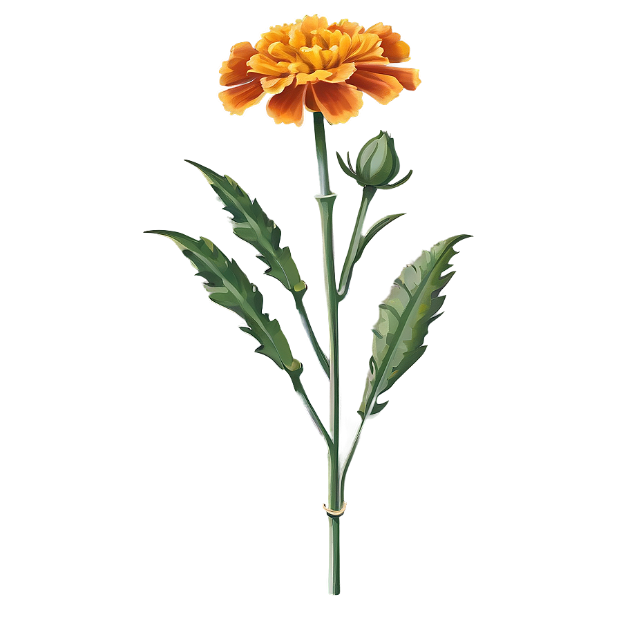 Marigold Flower Illustration Png Qae