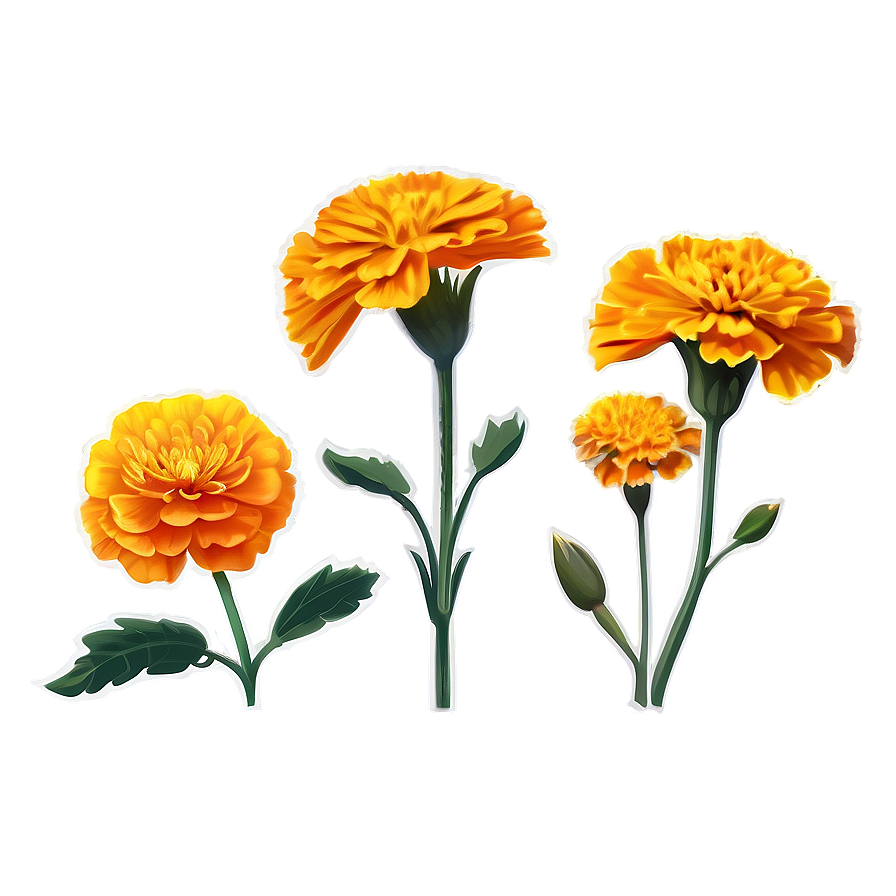 Marigold Flower Illustration Png Xau94