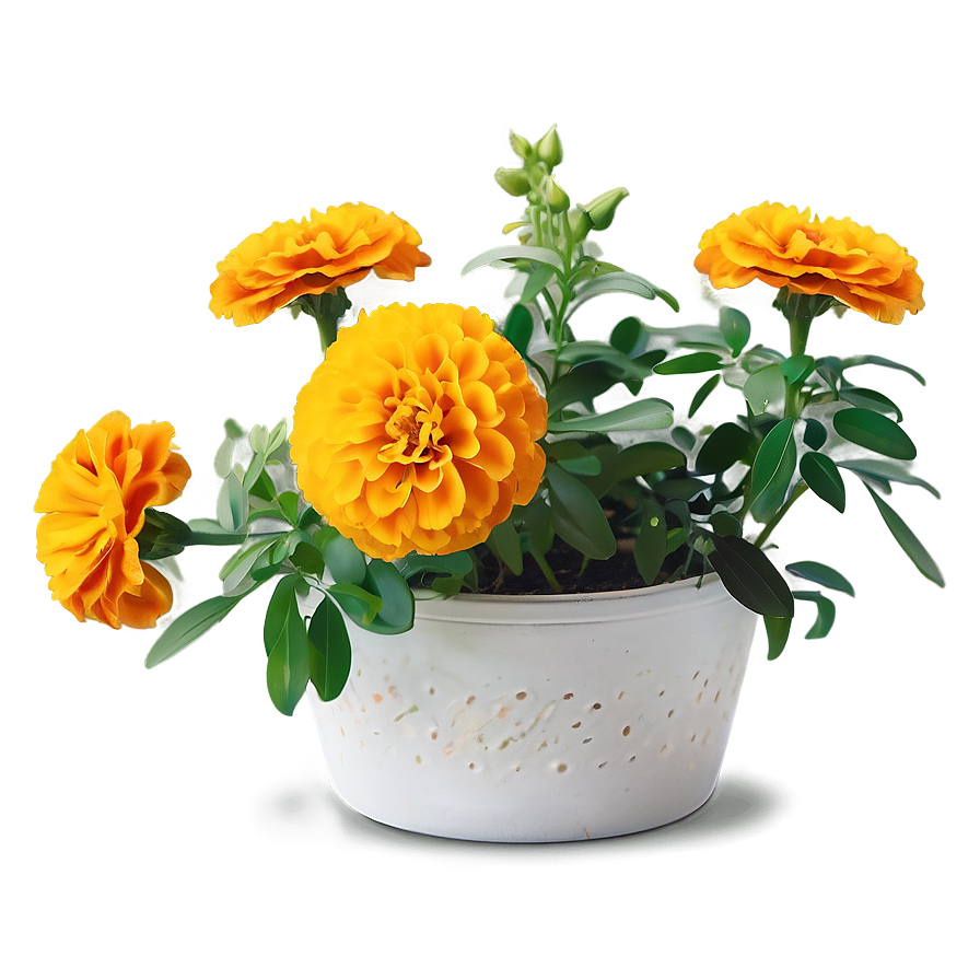 Marigolds And Greenery Png Mkr