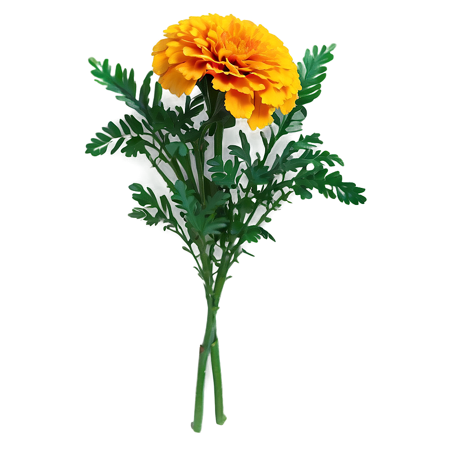 Marigolds Floral Arrangement Png 06132024