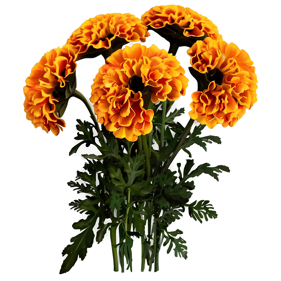 Marigolds Floral Arrangement Png 06132024