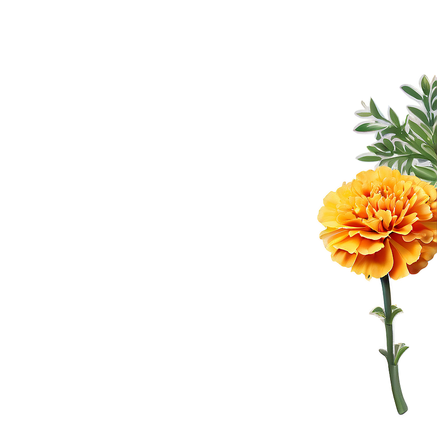 Marigolds Greeting Card Png Jau93