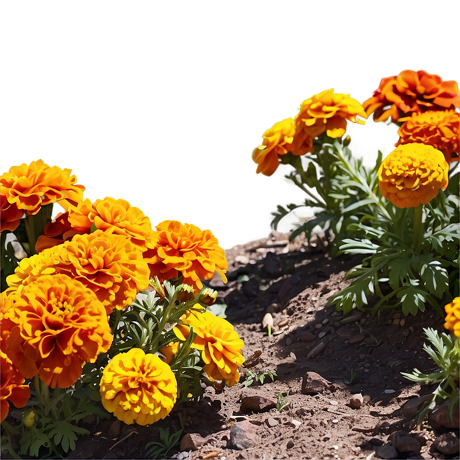 Marigolds In Landscape Png Tia6