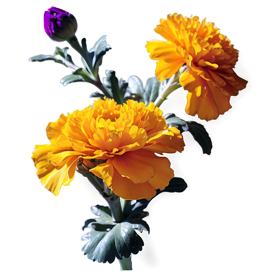 Marigolds In Sunshine Png Txd