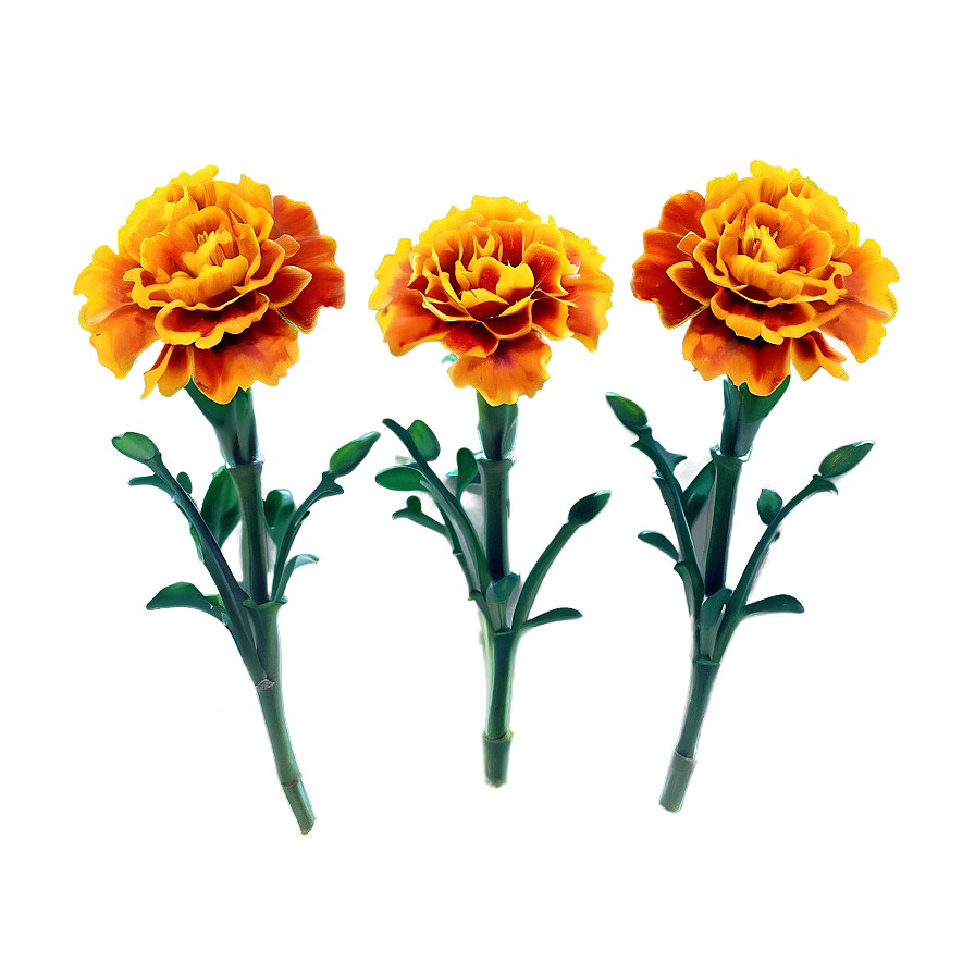 Marigolds On White Background Png Lug71